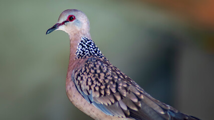 Spotted Dove, Wild Pigeon