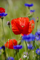 Klatschmohn