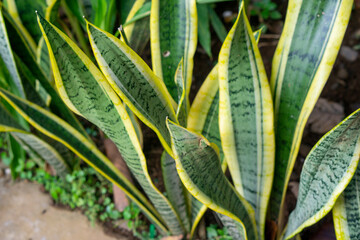 Sansevieria plants in the garden of the house