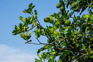 Kaffir lime tree set in blue sky