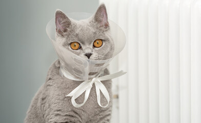 A domestic gray British Shorthair cat with orange eyes sits in a protective collar tied to a white ribbon and bow at home near a battery after an umbilical hernia surgery. Looks into the camera.