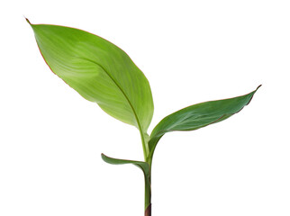 Canna plant, Canna lily leaves, Tropical foliage isolated on white background, with clipping path