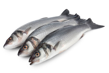 Sea bass fich isolated on white background with clipping path and full depth of field.