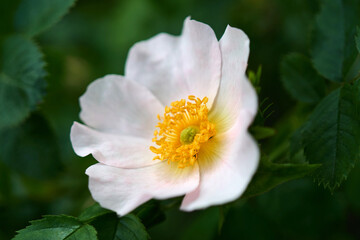 Close-up of a Dog Rose flower (Rosa canina)