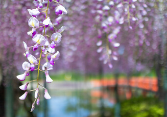 春風にそよぐ紫色の藤棚