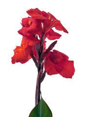 Canna flower, Red canna lily, Tropical flowers isolated on white background, with clipping path  