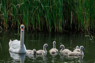 White female swan with a brood of small swans on the lake