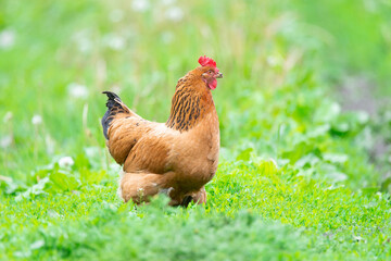 healthy chicken in the garden.