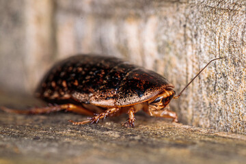 Bark Cockroach female, Hughes, ACT, March 2021