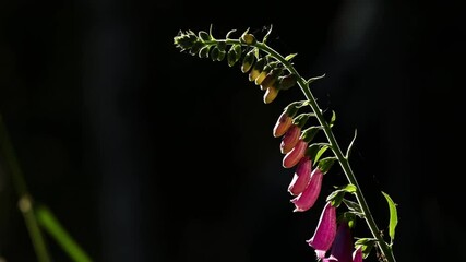 a digitalis flower in the forest wind