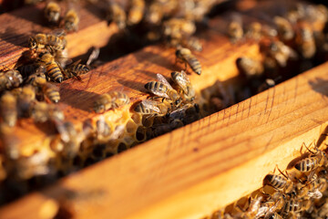 Bees are working on the honeycomb.	