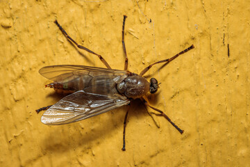 Soldier Fly, Hughes, ACT, March 2021