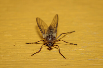 Soldier Fly, Hughes, ACT, March 2021