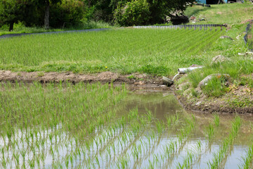 田植え後の水田
