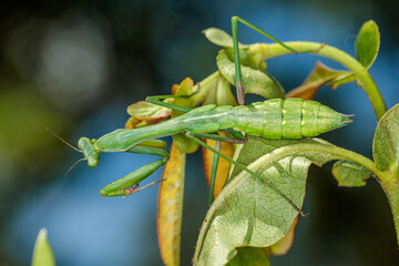 False Garden Mantis, Hughes, ACT, January 2021