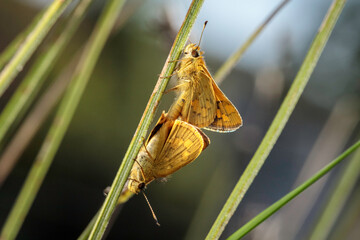 Greenish Grass-dart mating, Hughes, ACT, March 2021