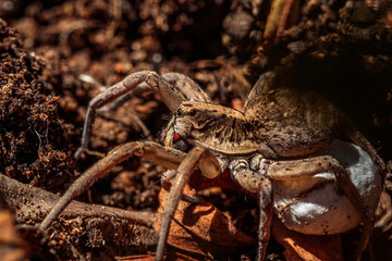 Tasmanicosa wolf spider with egg sac, Hughes, ACT, February 2021