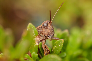 Wingless Grasshopper, Hughes, ACT, March 2021