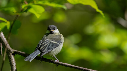 bird, natur, wild lebende tiere, tier, ast, spatz, baum, wild, schnabel, bird, green,