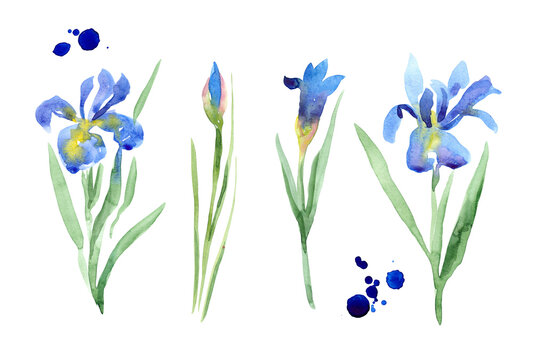 watercolor painted blue iris isolated on white, watercolor irises set