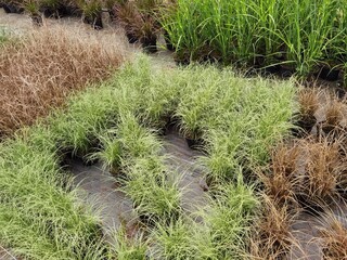 Greenhouse with potted plants,  decorative grass.