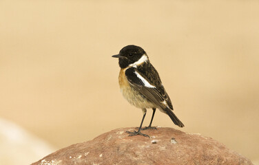 Roodborsttapuit, European Stonechat, Saxicola rubicola