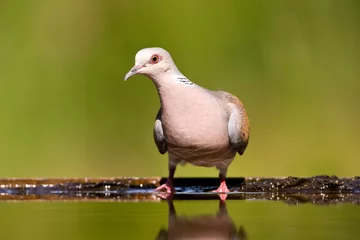 Foto op Aluminium Zomertortel, European Turtle Dove, Streptopelia turtur © AGAMI