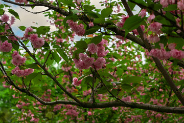 Obraz premium Branches of blossoming cherry in spring. Beautiful pink sakura inflorescences.