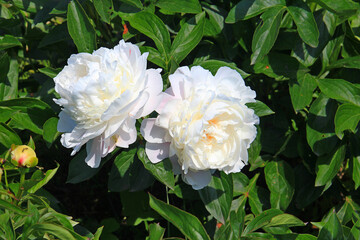 bright beautiful summer peonies in the botanical garden © sosnytskyi