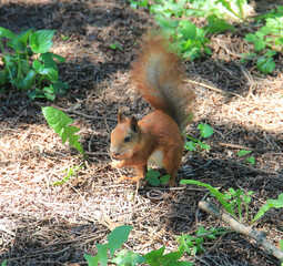 the squirrel found and eats a delicious nut