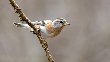 bird, natur, wild lebende tiere, ast, robin, baum, tier, spatz, wild, frühling