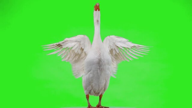 beautiful white goose flapping its wings slow motion on green screen