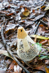 Phallus multicolor also known as a stinkhorn fungi near Kuranda in Tropical North Queensland, Australia