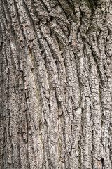 The texture of the bark of an old apple tree