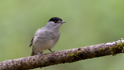 bird, natur, wild lebende tiere, tier, ast, wild, baum, green, feather, flügel, bird, singvogel, 