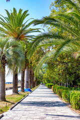 Fototapeta premium palm alley on the coast