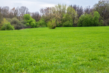 Green meadow with trimmed grass. Evenly trimmed spring green grass