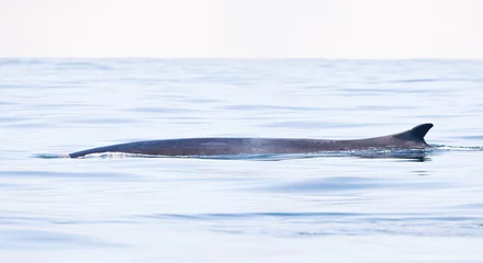Foto op Aluminium Gewone vinvis  Fin whale  Balaenoptera physalus © AGAMI