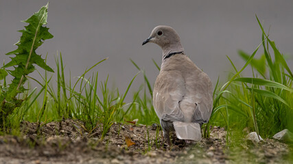 bird, taube, natur, taube, tier, wild lebende tiere, schnabel, wild,