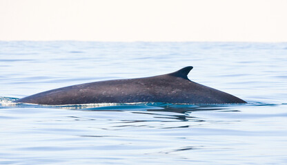 Fototapeta premium Gewone vinvis, Fin whale, Balaenoptera physalus