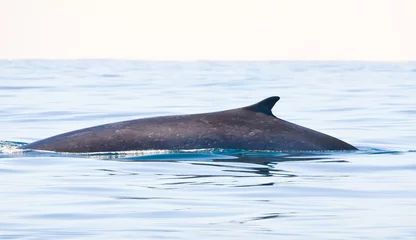 Fotobehang Gewone vinvis, Fin whale, Balaenoptera physalus © AGAMI