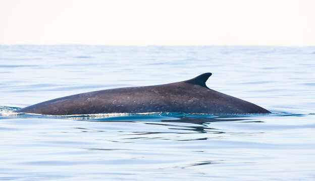 Gewone vinvis, Fin whale, Balaenoptera physalus