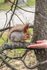 Naklejka na ściany i meble A squirrel in the spring or autumn eats nuts from a human hand. Eurasian red squirrel, Sciurus vulgaris