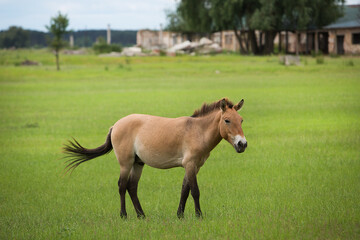 Graceful Przewalski horse is walking on sunny meadow.	