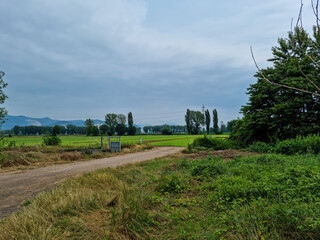 Alberi in campagna
