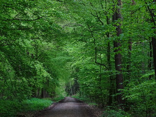 Frisches Grün in einem deutschen Wald