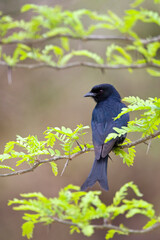 Fototapeta premium Fluweeldrongo, Fork-tailed Drongo, Dicrurus adsimilis