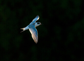 Forsters Stern, Forsters Tern, Sterna forsteri