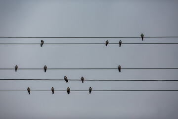 Abstract staff. Those five wires with the swallows resting on them look like a musical staves. Dark moody sky in the background