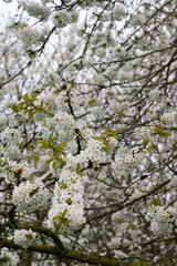 Fruitbomen; Orchards